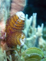 Christmas Tree Worm by Lora Tucker 